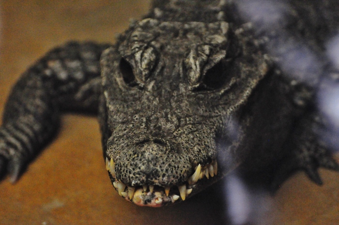 African dwarf crocodile
